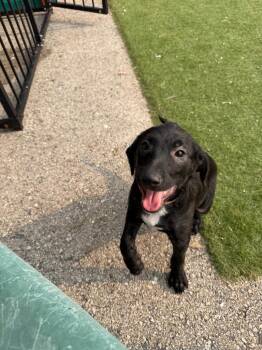 Bobber $550 -  Mixed Breed Dog for Adoption in West Milwaukee, Wisconsin - Bobber $550 | PetCurious
