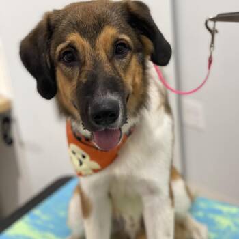 Pluto -  Anatolian Shepherd and Mixed Breed Dog for Adoption in Chicago, Illinois - Pluto | PetCurious