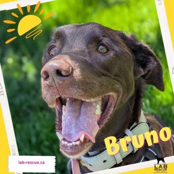 Bruno -  Labrador Retriever Dog for Adoption in Oakville, Ontario - Bruno | PetCurious