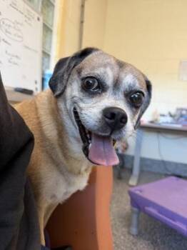 Peekaboo -  Pug and Beagle Dog for Adoption in Westland, Michigan - Peekaboo | PetCurious