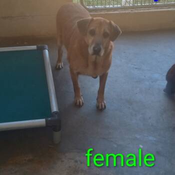 Rescue Mixed Breed Dogs for Adoption in Loxahatchee Groves, Florida - Jenifer 8927 | PetCurious