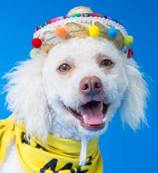 Dawson -  Poodle Dog for Adoption in Garland, Texas - Dawson | PetCurious