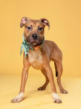 Oscar Ocelot -  Mixed Breed Dog for Adoption in Atlanta, Georgia - Oscar Ocelot | PetCurious