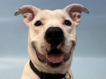 Dozer -  Pit Bull Terrier and Mixed Breed Dog for Adoption in Golden Valley, Minnesota - Dozer | PetCurious