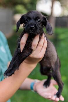 Eclipse (Meet me 8/15) -  Terrier Dog for Adoption in Gainesville, Virginia - Eclipse (Meet Me 8/15) | PetCurious