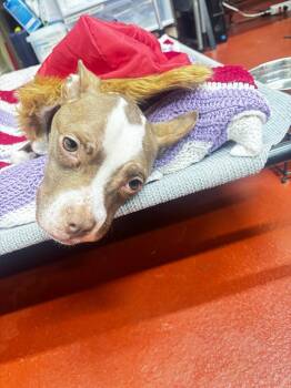 Pit Bull Terrier Dogs Available for Adoption - Fawn | PetCurious