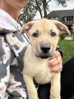 DICAPRIO -  Shepherd Dog for Adoption in Broomfield, Colorado - DICAPRIO | PetCurious