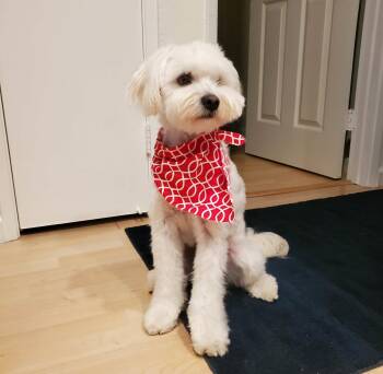 Maltese and Poodle Dogs Available for Adoption in Escondido, California - Noodles | PetCurious