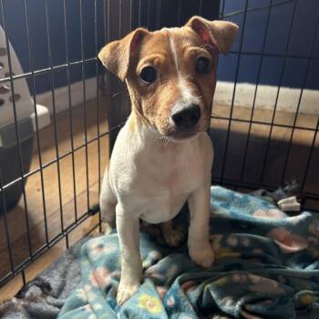Mixed Breed Dogs Available for Adoption - Tahoe | PetCurious