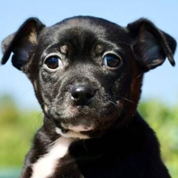 Parson Russell Terrier Dogs Available for Adoption in Frederick, Maryland - Sable-Available! Www.LHAR.dog To Apply! | PetCurious