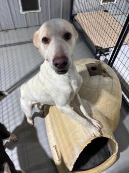 Tonic -  Mixed Breed Dog for Adoption in Ruston, Louisiana - Tonic | PetCurious