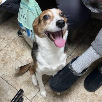 Finn -  Mixed Breed Dog for Adoption in Dekalb, Illinois - Finn | PetCurious