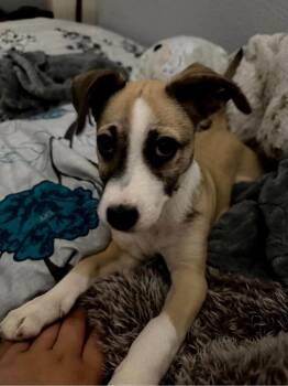 Papa -  Collie and German Shepherd Dog Dog for Adoption in Sedalia, Colorado - Papa | PetCurious