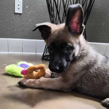 Belgian Shepherd Malinois and Mixed Breed Dogs Available for Adoption - Woody | PetCurious