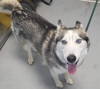 Siberian Husky Dogs Available for Adoption in Lawrenceville, Georgia - Pen 161 Chloe | PetCurious