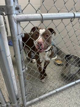 Tuckie -  Terrier Dog for Adoption in Van Wert, Ohio - Tuckie | PetCurious