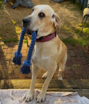 Luna Mae -  Great Dane and Great Pyrenees Dog for Adoption in Bullard, Texas - Luna Mae | PetCurious