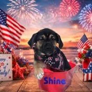 Shine -  Mixed Breed Dog for Adoption in Joliet, Illinois - Shine | PetCurious