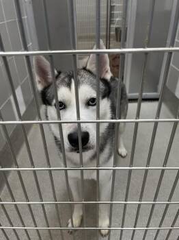 Siberian Husky Dogs Available for Adoption in Las Vegas, Nevada - ROCKET | PetCurious