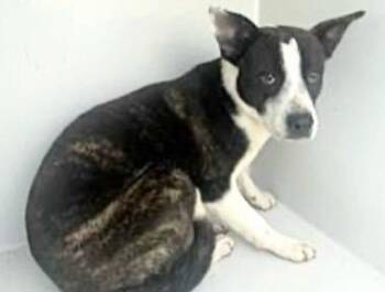 Boxer and Black Mouth Cur Dogs Available for Adoption in Houston, Texas - A654834 | PetCurious