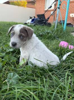 Tommy Pickles -  Labrador Retriever and Pit Bull Terrier Dog for Adoption in Salt Lake City, Utah - Tommy Pickles | PetCurious