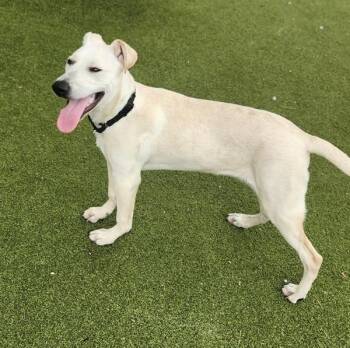 Marcus -  Mixed Breed and Labrador Retriever Dog for Adoption in Austin, Texas - Marcus | PetCurious