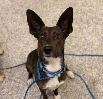 Coco -  Cardigan Welsh Corgi and Mini Aussie Dog for Adoption in Golden, Colorado - Coco | PetCurious
