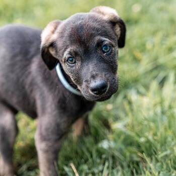 Arugala -  German Shepherd Dog and Mixed Breed Dog for Adoption in Tomah, Wisconsin - Arugala | PetCurious