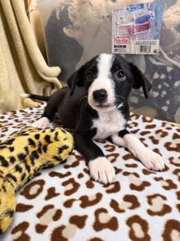 Ash -  Labrador Retriever and Terrier Dog for Adoption in Randolph, New Jersey - Ash | PetCurious