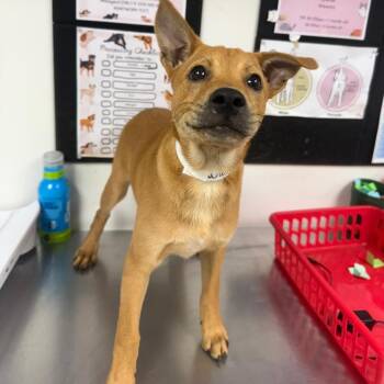 wiggles -  Cattle Dog and Mixed Breed Dog for Adoption in Birmingham, Alabama - Wiggles | PetCurious