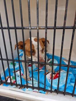 Via -  Mixed Breed Dog for Adoption in Mobile, Alabama - Via | PetCurious