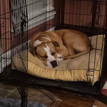 American Bulldog Dogs Available for Adoption - Chance | PetCurious