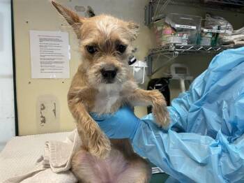 Terrier and Mixed Breed Dogs Available for Adoption - KHLOE CHANEL | PetCurious