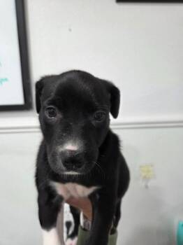 Manchester Terrier Dogs Available for Adoption in Brookings, Oregon - Melly | PetCurious