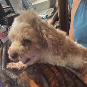 Tippy *Arriving 9/26* D12445 -  Poodle Dog for Adoption - Tippy *Arriving 9/26* D12445 | PetCurious