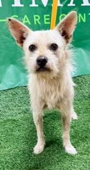 Peter 179445 -  Cairn Terrier Dog for Adoption in Visalia, California - Peter 179445 | PetCurious