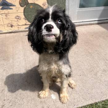 Halo -  Mixed Breed Dog for Adoption in Fairport, New York - Halo | PetCurious