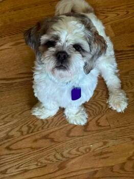Bugsy $550 -  Shih Tzu Dog for Adoption in West Milwaukee, Wisconsin - Bugsy $550 | PetCurious