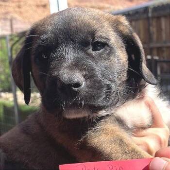 Mixed Breed Dogs Available for Adoption - Porky Pig | PetCurious