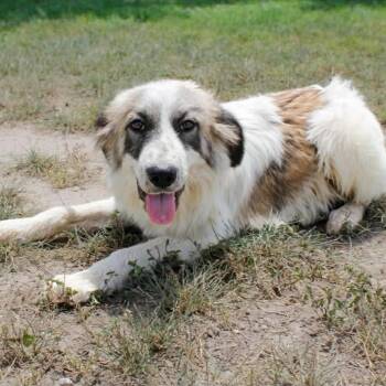 Mufasa JuM -  Great Pyrenees and Mixed Breed Dog for Adoption in Austin, Texas - Mufasa JuM | PetCurious