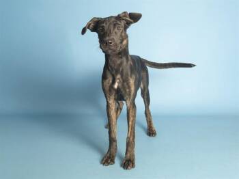 KYLA -  Boxer and Mixed Breed Dog for Adoption in Phoenix, Arizona - KYLA | PetCurious