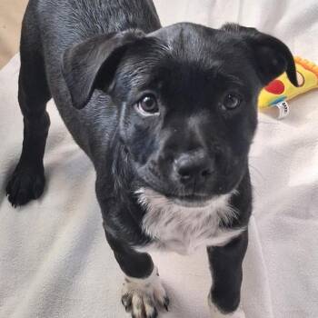 American Staffordshire Terrier and Mixed Breed Dogs Available for Adoption - Frigid | PetCurious