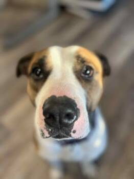 Rescue Mixed Breed and American Bulldog Dogs for Adoption in Richmond Hill, Ontario - Burris | PetCurious