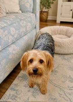 Polly -  Yorkshire Terrier Dog for Adoption in Tifton, Georgia - Polly | PetCurious
