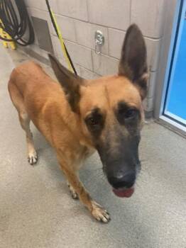 CONNOR -  German Shepherd Dog Dog for Adoption in Dallas, Texas - CONNOR | PetCurious