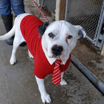 Pit Bull Terrier Dogs Available for Adoption - Roger | PetCurious