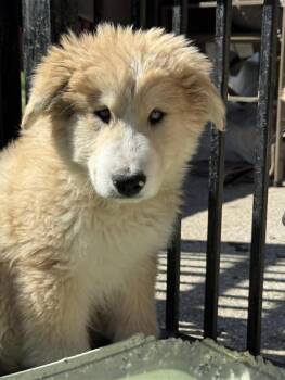 Geraldina -  Golden Retriever and Great Pyrenees Dog for Adoption in Lucas, Texas - Geraldina | PetCurious