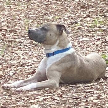 American Staffordshire Terrier and Boxer Dogs Available for Adoption in Montgomery, Alabama - Elvis | PetCurious