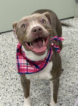 Mixed Breed Dogs Available for Adoption in Detroit, Michigan - Crispy Treat | PetCurious