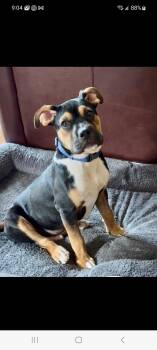 Rottweiler and Pit Bull Terrier Dogs Available for Adoption in Lewis Center, Ohio - Willie | PetCurious